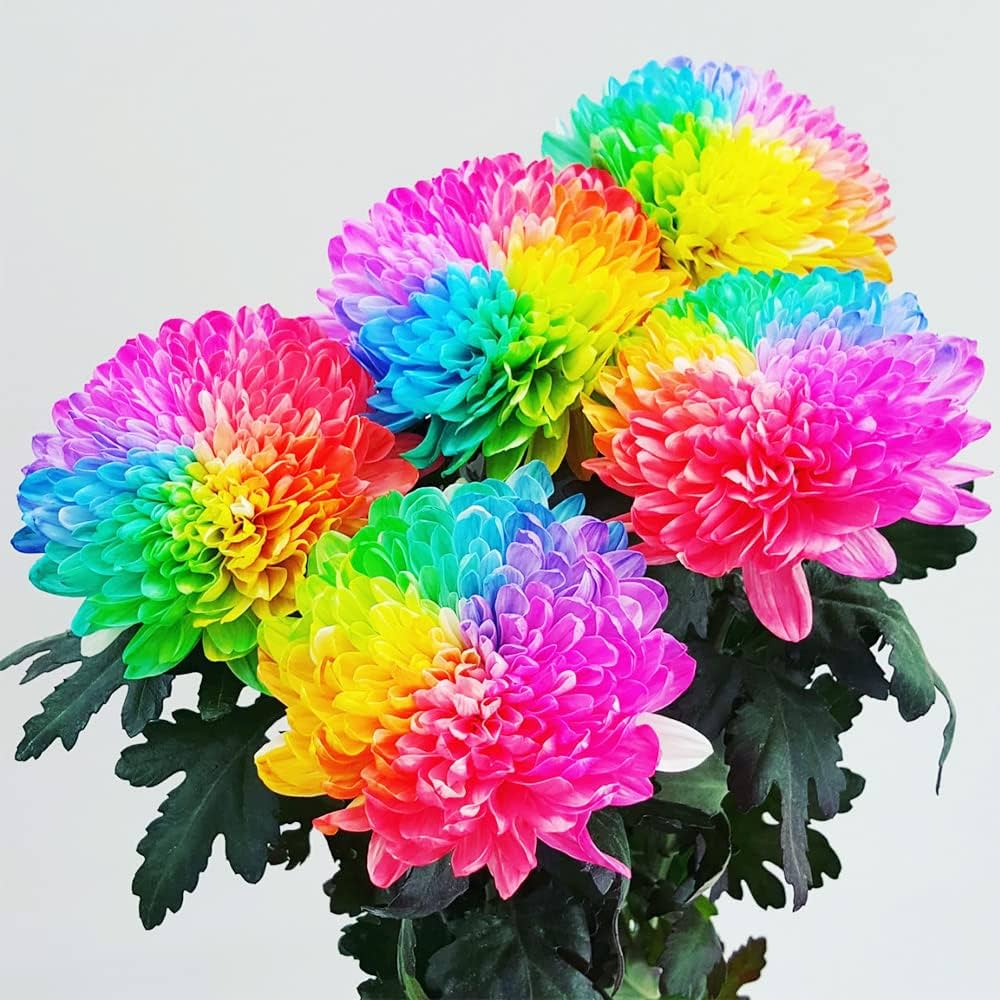 Chrysanthemum Flower Seeds for Gardening & Planting - Beautiful Blooms