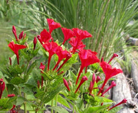 Red Mirabilis Flower seeds for Planting Compact Growth Heirloom & GMO Free Seeds for Home Garden