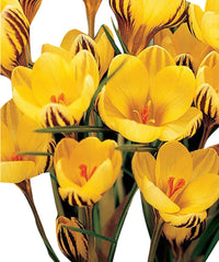 Yellow Crocus Flower Seeds Hardy Variety Heirloom & GMO Free Seeds for Home Garden
 
 Sale