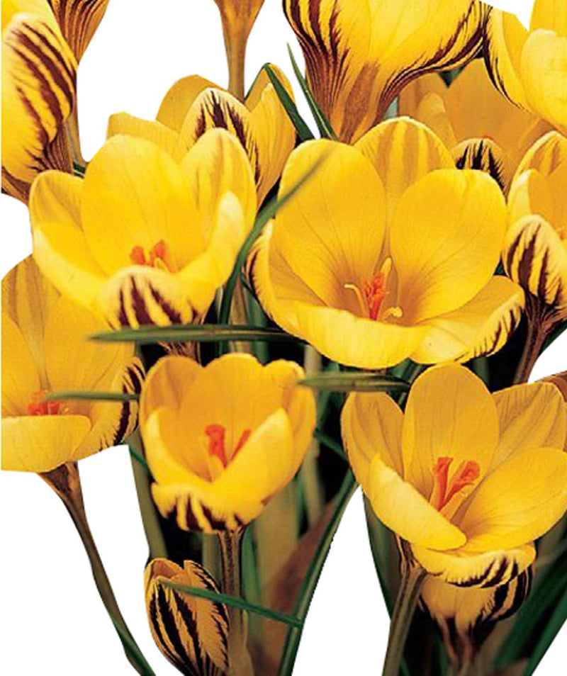 Yellow Crocus Flower Seeds Hardy Variety Heirloom & GMO Free Seeds for Home Garden
 
 Sale
