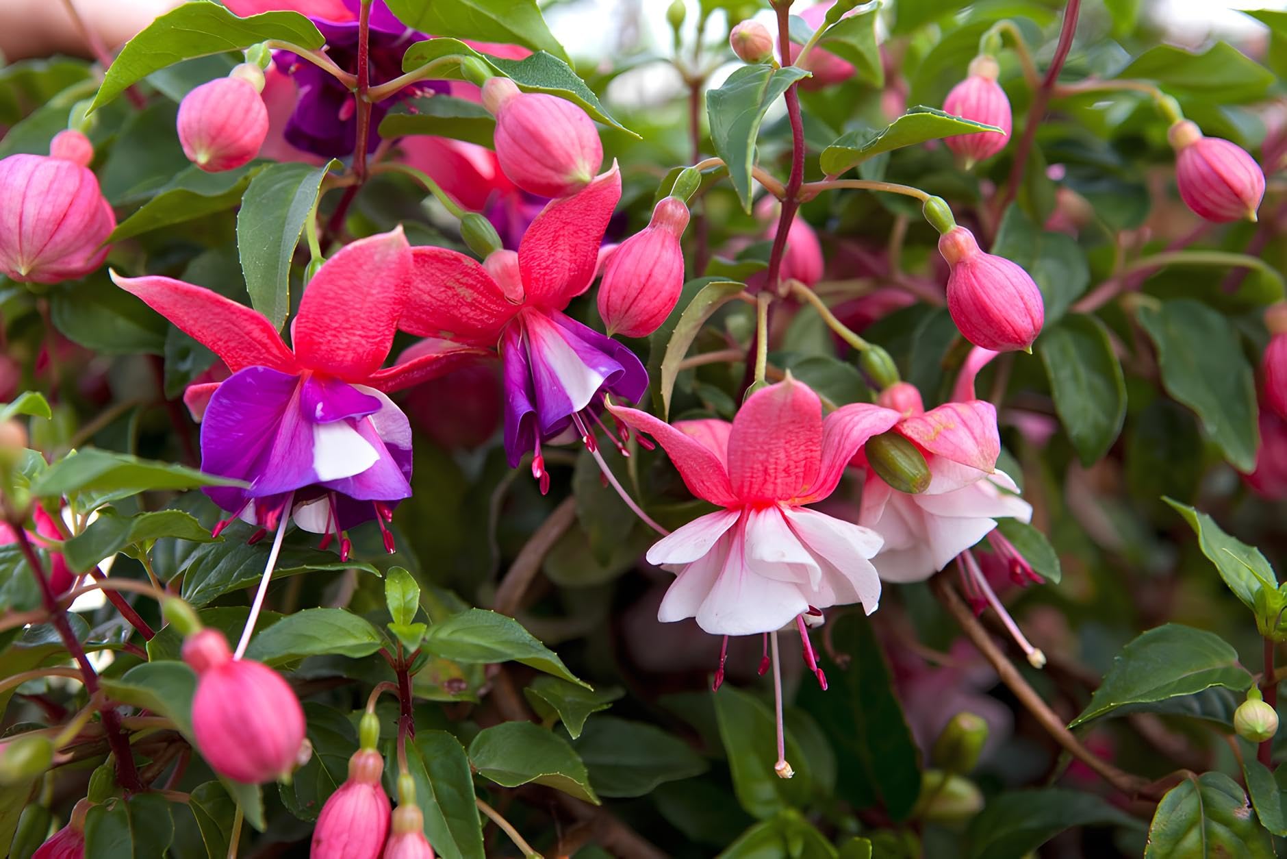 Mix Lantern Fuchsia Flower Seeds for Planting Cut Flower Favorite Heirloom & GMO Free Seeds for Home Garden
 
 Sale