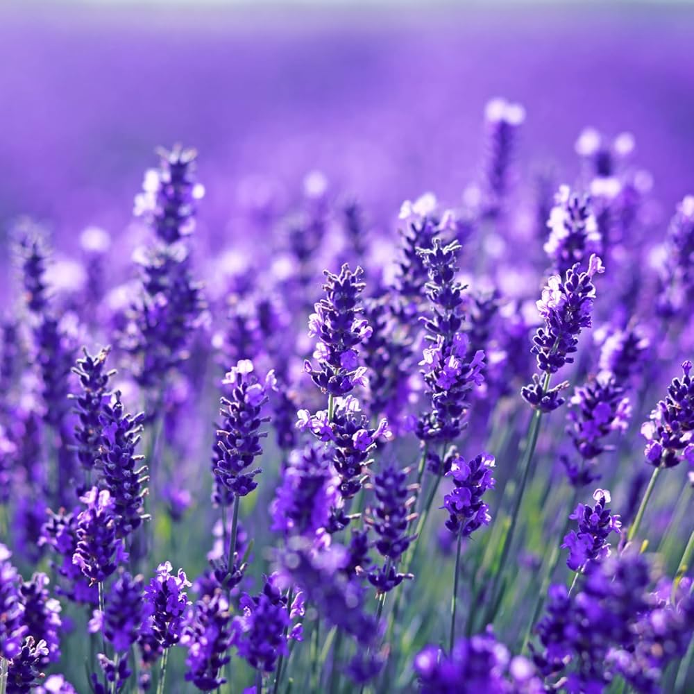 Heirloom Lavender Flower seeds for Planting Seasonal Bloomer Heirloom & GMO Free Seeds for Home Garden
