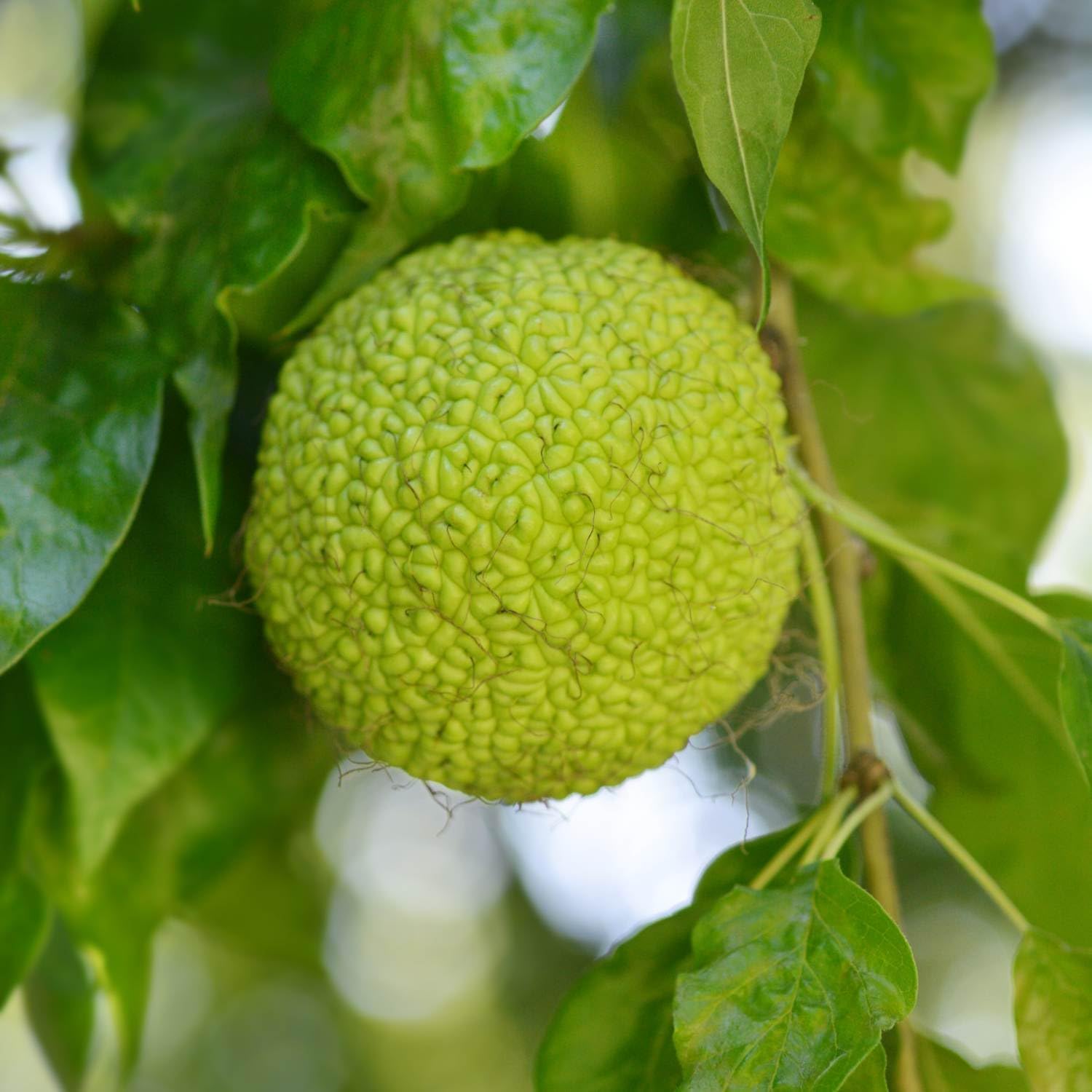 Maclura Fruit Seeds Planting Guide: Tips for Successful Growth