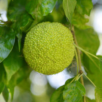 Maclura Fruit Seeds Planting Guide: Tips for Successful Growth