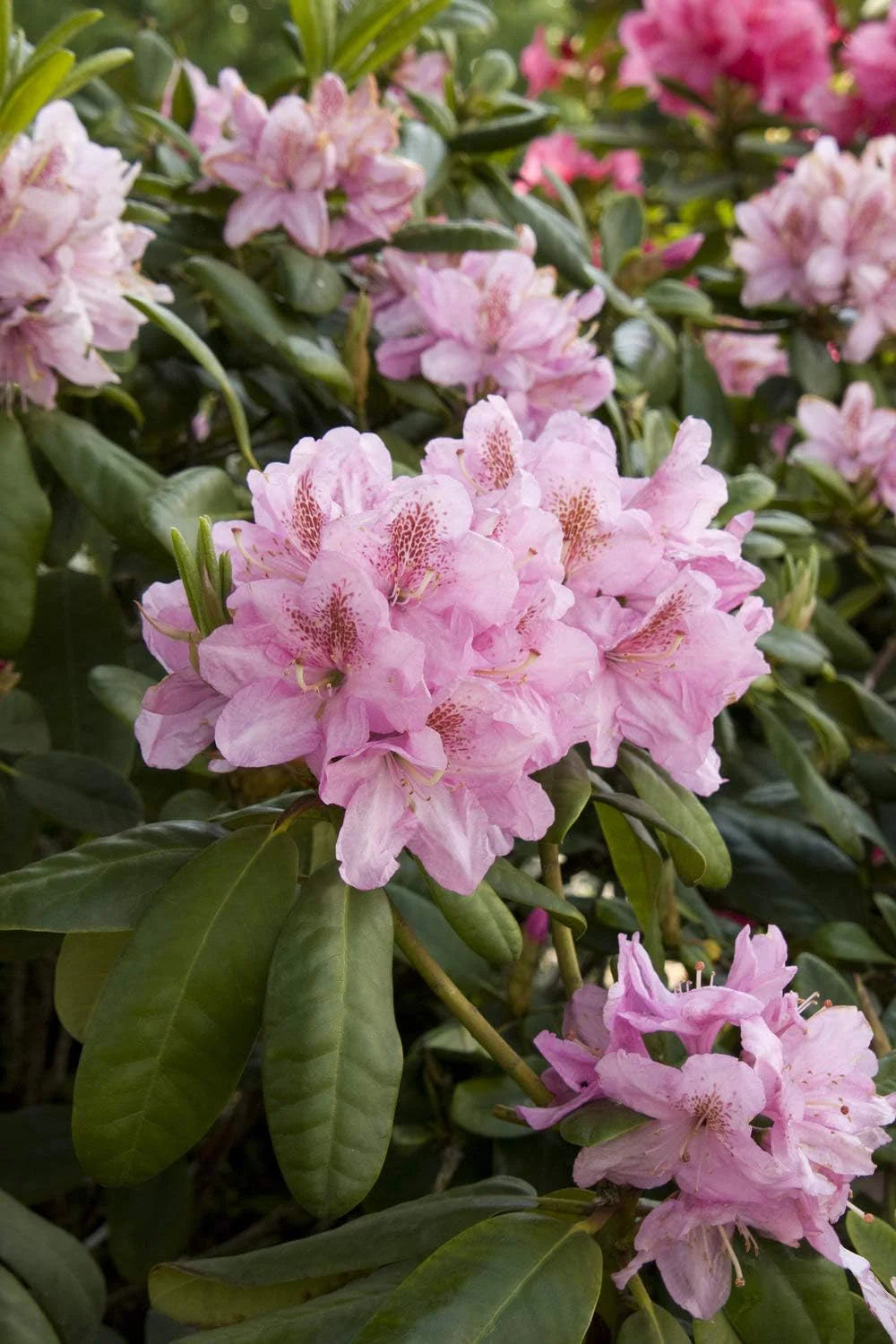 Heirloom Rhododendron Flower seeds for Planting Cottage Garden Essential Heirloom & GMO Free Seeds for Home Garden