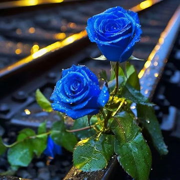 Blue Rose Flower seeds for Planting - Garden Favorite, Heirloom & GMO Free Seeds for Home Garden
