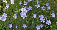 Flax Flower seeds for Planting Colorful Display Heirloom & GMO Free Seeds for Home Garden