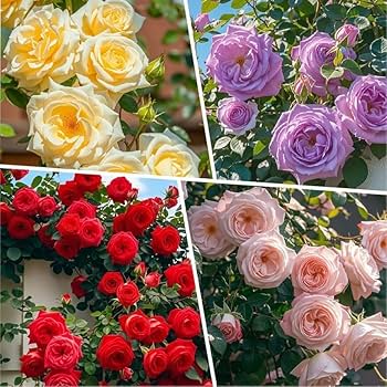 Mixed Colour Home Garden Rose Flower Seeds for Planting Fragrant Blossoms Heirloom & GMO Free Seeds for Home Garden
 
 Sale