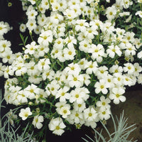 Arenaria Montana Seeds for Planting Rock Garden Ground Cover Borders