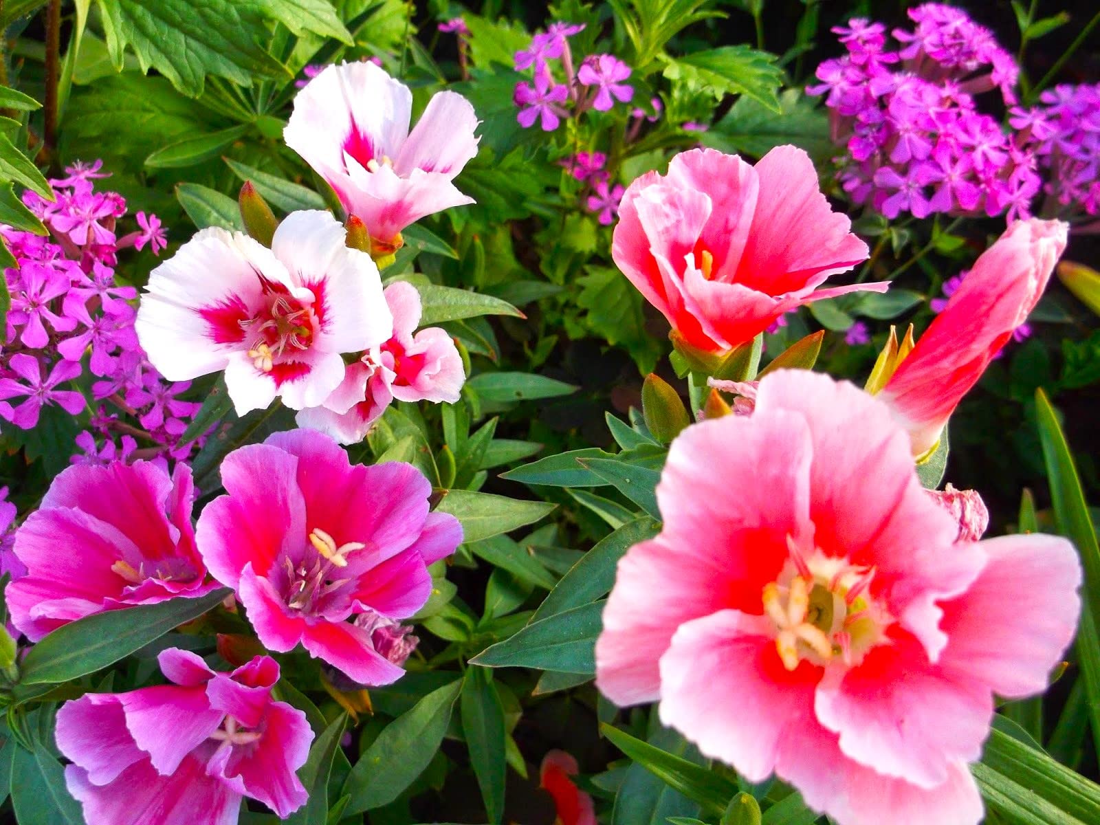 Mixed Azalea Godetia Flower seeds for Planting - Garden Favorite, Heirloom & GMO Free Seeds for Home Garden