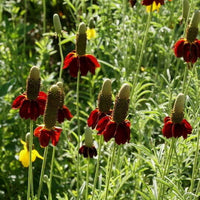 Ratibida Columnaris Flower seeds for Planting Garden Favorite Heirloom & GMO Free Seeds for Home Garden