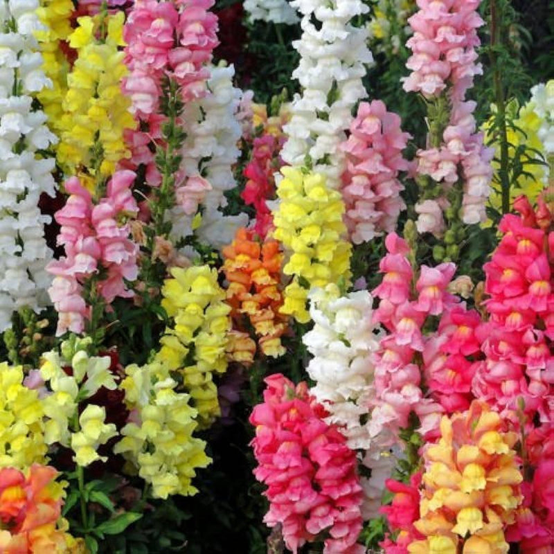 Mixed Snapdragon Flower seeds for Planting - Seasonal Bloomer, Heirloom & GMO Free Seeds for Home Garden