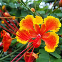 Caesalpinia Flower seeds for Planting Cottage Garden Essential Heirloom & GMO Free Seeds for Home Garden