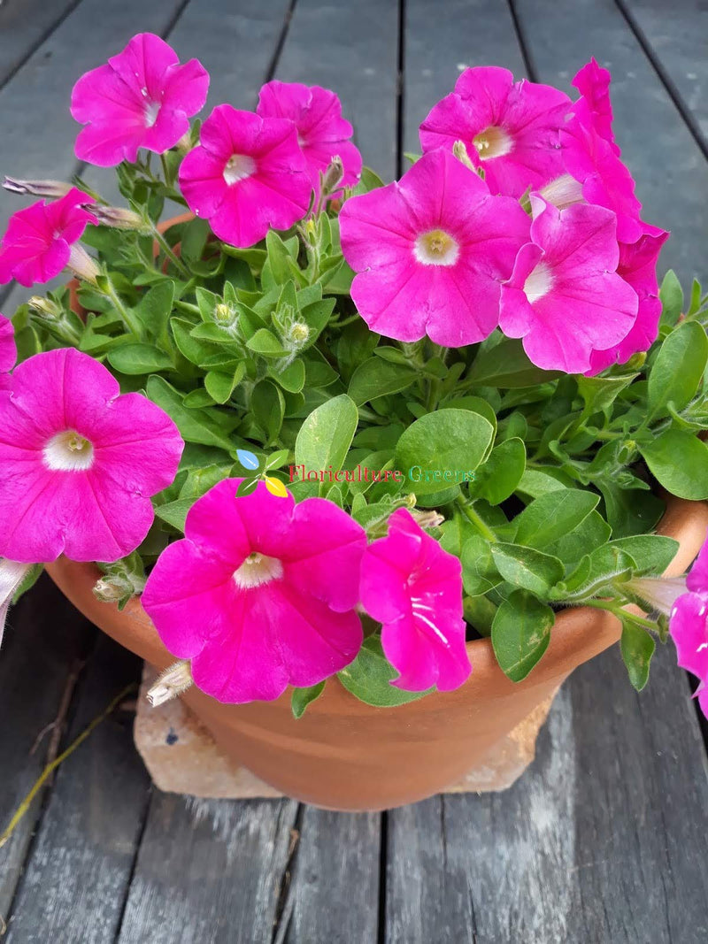 Celebrity Niagara mix petunia seeds for balcony baskets