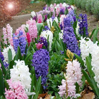 Hyacinthus Orientalis Flower seeds for Planting - Wildflower Mix, Heirloom & GMO Free Seeds for Home Garden