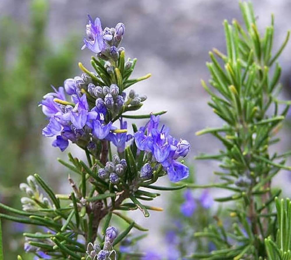 Violet Rosemary Flower seeds for Planting Shade Tolerant Heirloom & GMO Free Seeds for Home Garden
 
 Sale