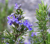 Purple Rosmarinus Flower seeds for Planting - Pollinator Friendly, Heirloom & GMO Free Seeds for Home Garden