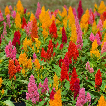 Heirloom (Heirloom Celosia) seeds for planting in home garden