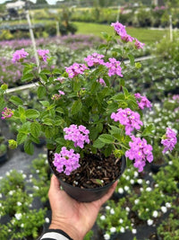 Purple Lantana Flower seeds for Planting Hardy Variety Heirloom & GMO Free Seeds for Home Garden