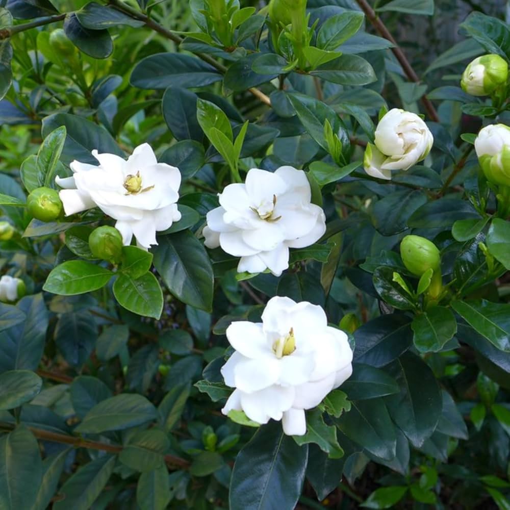 Gardenia Jasminoides Flower seeds for Planting - Cottage Garden Essential, Heirloom & GMO Free Seeds for Home Garden