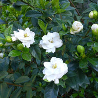 CAPE JASMINE Jasminiodes Fragrant White Shrub Flower seeds for Planting - Low Maintenance, Heirloom & GMO Free Seeds for Home Garden