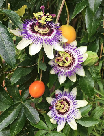 Yellow Violet Passion Flower seeds for Planting Compact Growth Heirloom & GMO Free Seeds for Home Garden