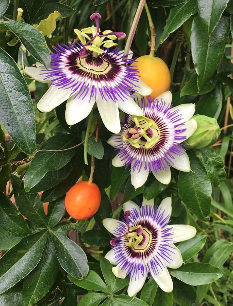 Yellow Violet Passion Flower seeds for Planting Compact Growth Heirloom & GMO Free Seeds for Home Garden