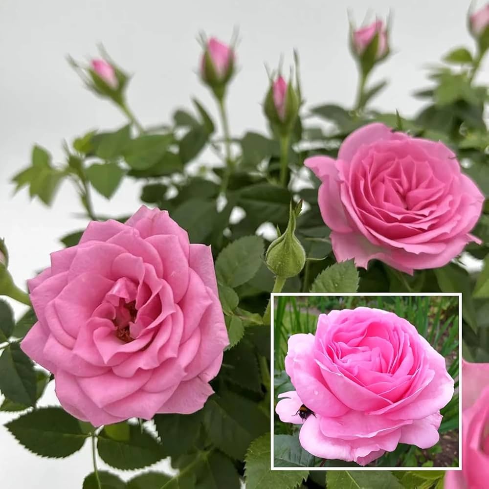 Pink Home Garden Rose Flower Seeds for Planting Easy to Grow Heirloom & GMO Free Seeds for Home Garden
 
 Sale