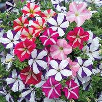 Mixed Pelleted Petunia Seeds for Planting