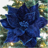 Deep Blue Poinsettia Flower seeds for Planting Long Bloom Season Heirloom & GMO Free Seeds for Home Garden