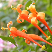 Orange Cape Honeysuckle Flower seeds for Planting Wildflower Mix Heirloom & GMO Free Seeds for Home Garden 
 
 Sale