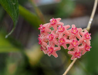 Light Orange Hoya Flower Seeds for Planting Wildflower Mix Heirloom & GMO Free Seeds for Home Garden
 
 Sale