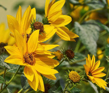 Yellow Sunflower Perennial Flower Seeds for Planting Garden Favorite Heirloom & GMO Free Seeds for Home Garden
 
 Sale