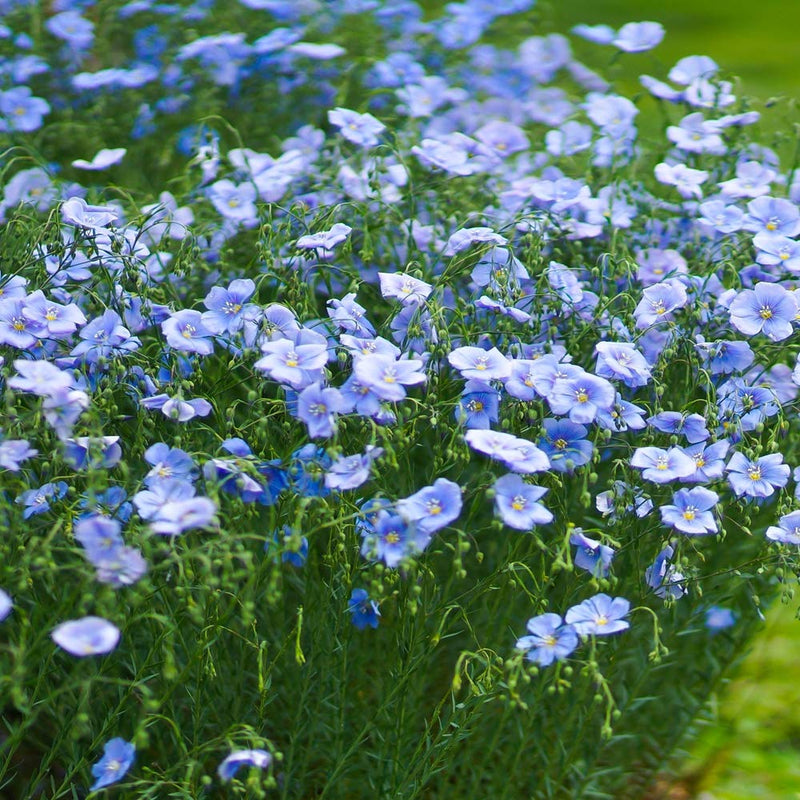 Flax Flower seeds for Planting - Vibrant Colors, Heirloom & GMO Free Seeds for Home Garden
 
 Sale for planting in home garden.