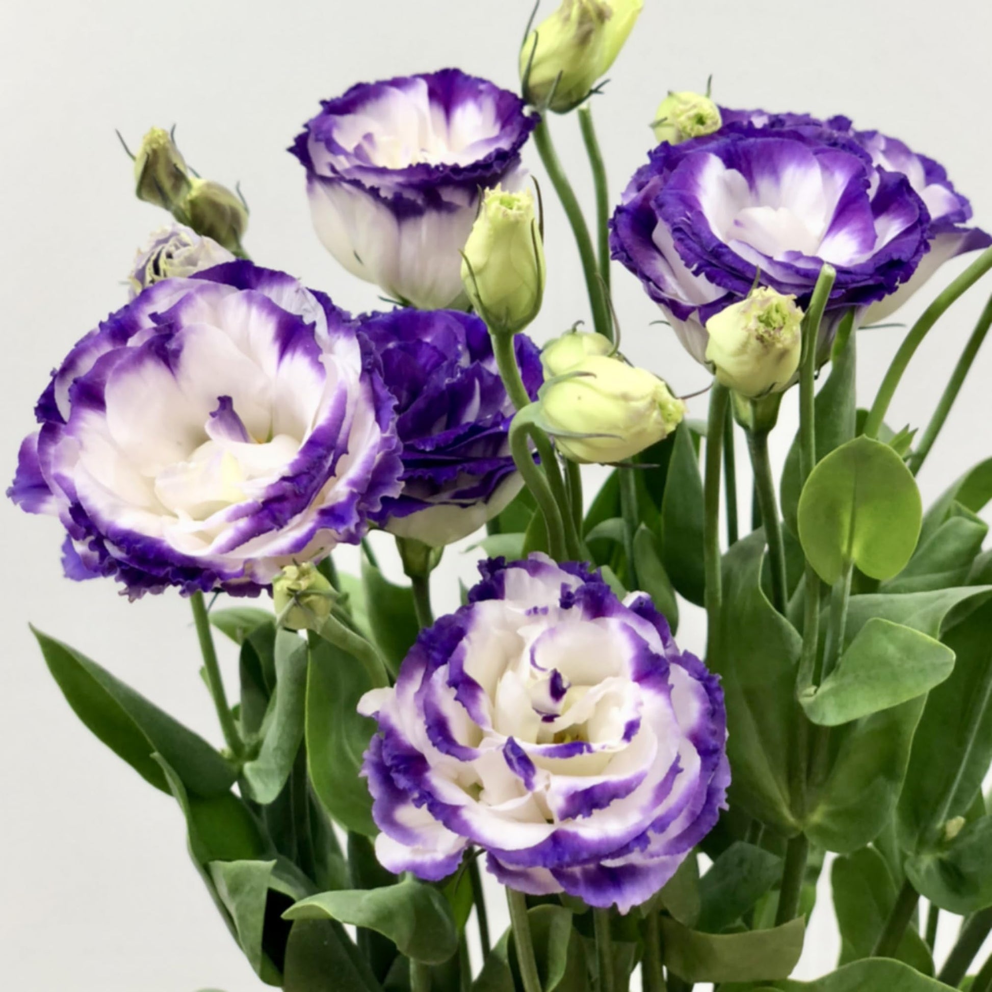 Blue and White Eustoma Flower Seeds for Planting