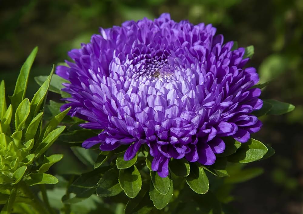 Purple China Aster Flower Seeds for Planting Wildflower Mix Heirloom & GMO Free Seeds for Home Garden
 
 Sale