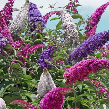 Mix Butterfly Bush Seeds for Planting - Vibrant Flower Mix for Butterfly Gardens, Easy to Grow