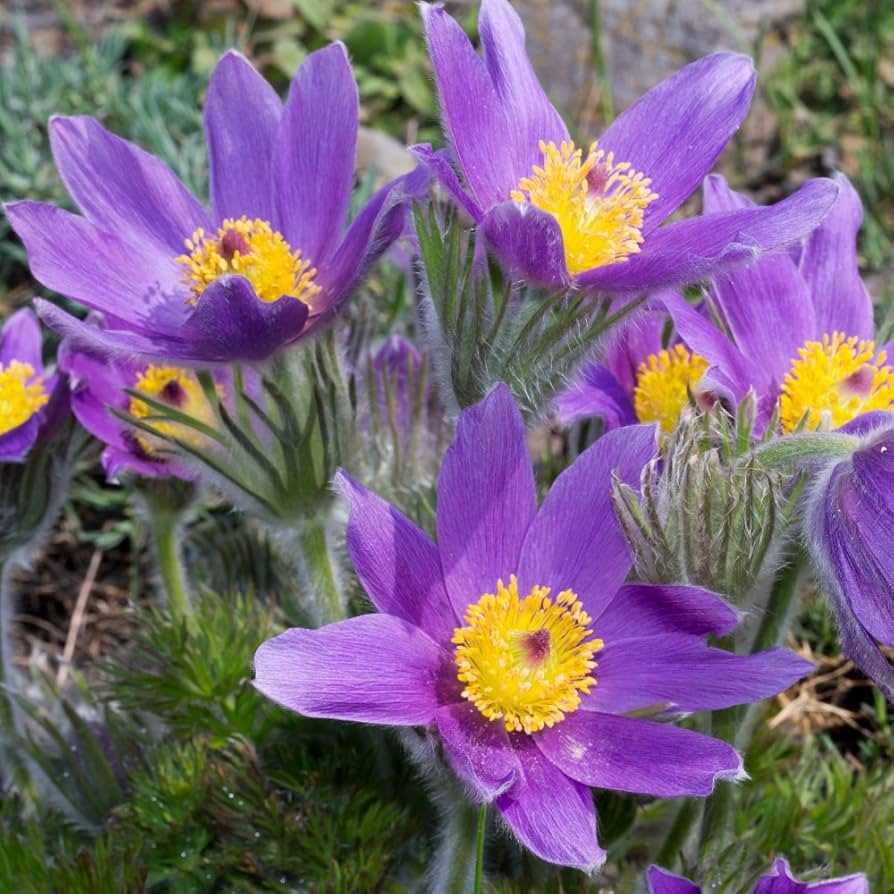 Violet Pulsatilla Flower seeds for Planting - Drought Tolerant, Heirloom & GMO Free Seeds for Home Garden