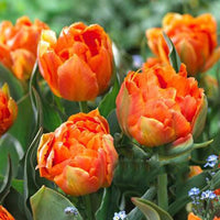Orange Green Tulip Flower seeds for Planting Garden Favorite Heirloom & GMO Free Seeds for Home Garden