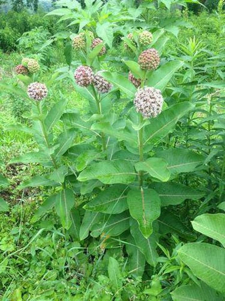 Asclepias Flower seeds for Planting Fragrant Blossoms Heirloom & GMO Free Seeds for Home Garden