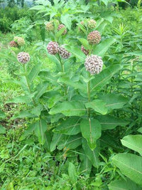 Asclepias Flower seeds for Planting Fragrant Blossoms Heirloom & GMO Free Seeds for Home Garden