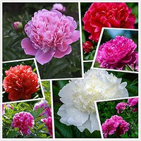 Chinese Suffruticosa Peony Seeds for Potted Plants and Garden Decoration