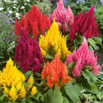 Mixed Celosia Argentea Flower seeds for Planting Wildflower Mix Heirloom & GMO Free Seeds for Home Garden 
 
 Sale seeds for home garden planting