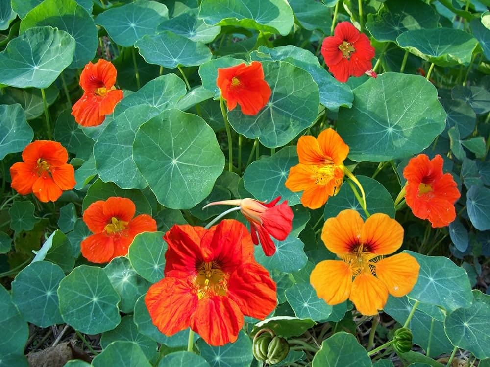 Hanging Flower seeds for Planting Compact Growth Heirloom & GMO Free Seeds for Home Garden