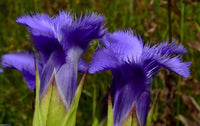 Gentiana Crinita Flower seeds for Planting Pollinator Friendly Heirloom & GMO Free Seeds for Home Garden