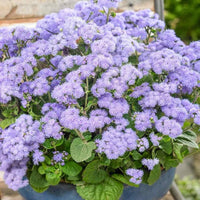Pezzi di Semi di Piante Blue Ageratum