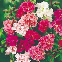 Clarkia Elegans Flower seeds for Planting Pollinator Friendly Heirloom & GMO Free Seeds for Home Garden