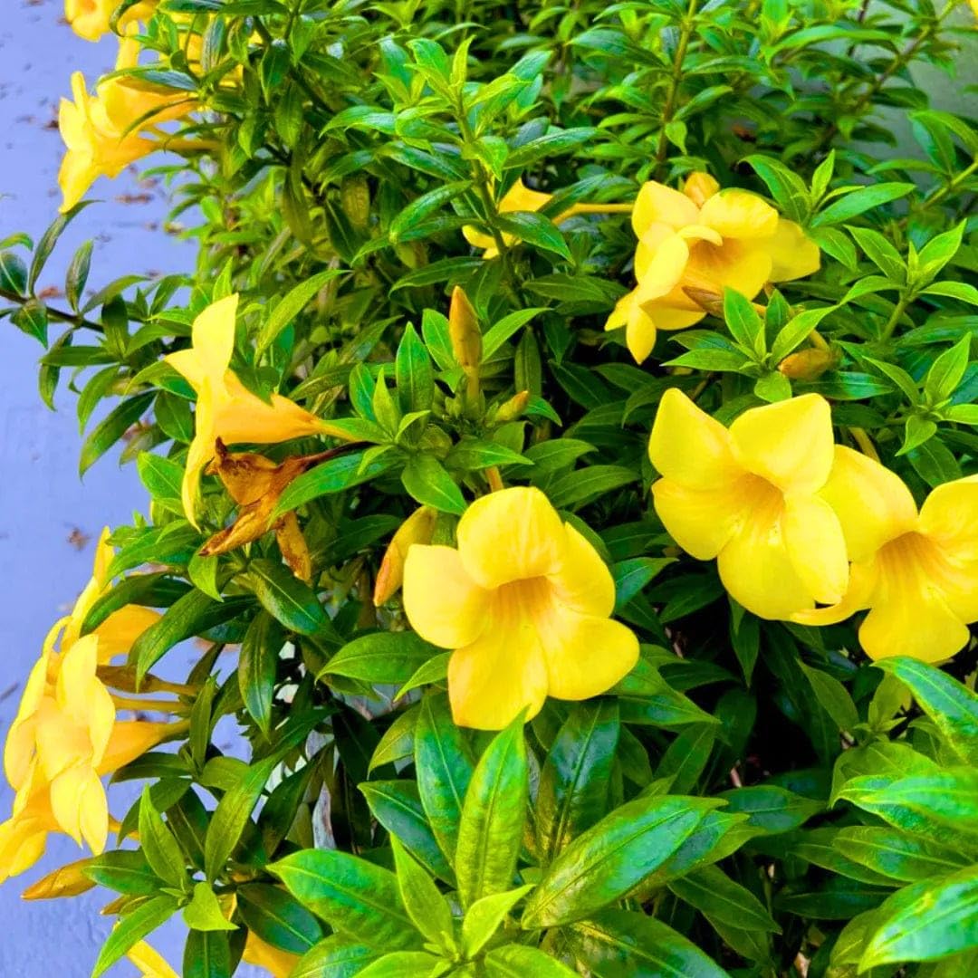 Yellow Allamanda Seeds for Planting  Perfect for Adding a Tropical Touch to Gardens and Green Spaces