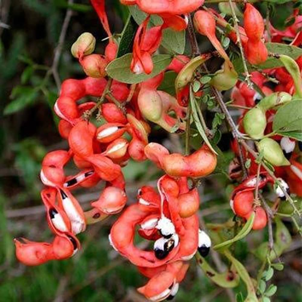 Mixed Pithecellobium Seeds for Planting