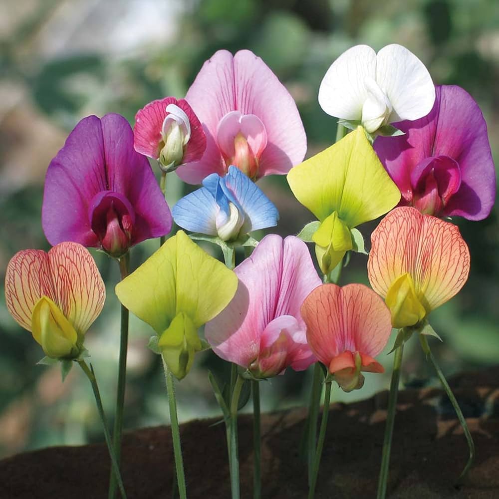 Lathyrus Flower seeds for Planting Shade Tolerant Heirloom & GMO Free Seeds for Home Garden 
 
 Sale